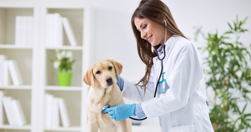 The #1 Best-Paying State for Veterinarians